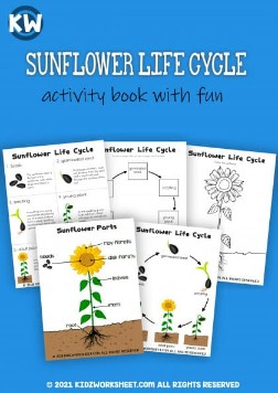 Sunflower Life Cycle | Online study material
